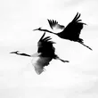 Музыка kavabanga Depo kolibri - Журавлі